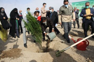 غرس ۱۵ هزار اصله نهال هفته منابع طبیعی در بروجرد 