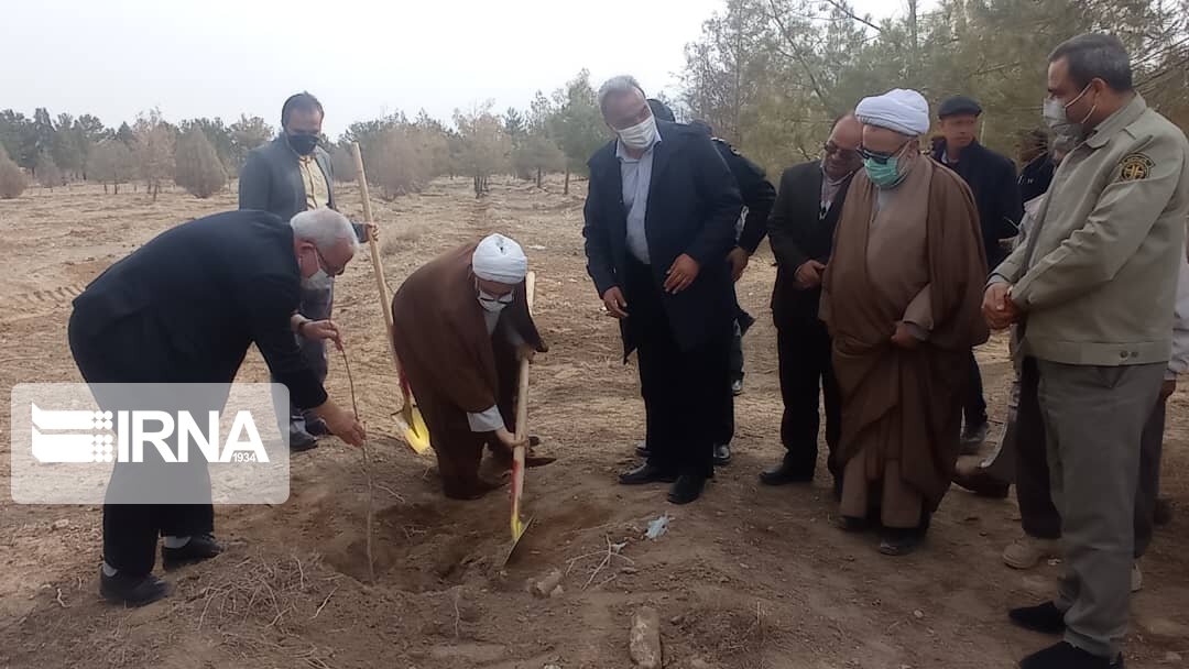 افزون بر سه هزار اصله نهال در میامی کاشته شد