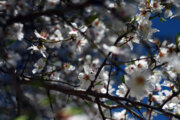 Mandelblüten im traditionellen Garten von Qazvin