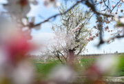 جشن شکوفه‌های بادام در دژکرد فارس؛ به سرسختی دنا و سختی بادام