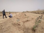 تفاهمنامه ۲ هزار هکتار زراعت چوب بین منابع طبیعی و صنایع نیشکر خوزستان امضا شد