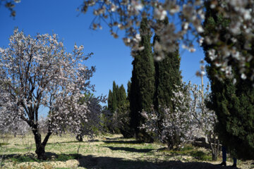 Iran/Chiraz: les amandiers annoncent le printemps !