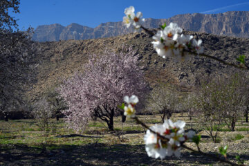 Iran/Chiraz: les amandiers annoncent le printemps !