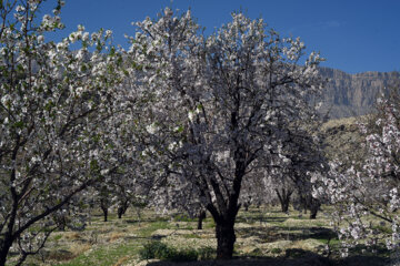 Iran/Chiraz: les amandiers annoncent le printemps !