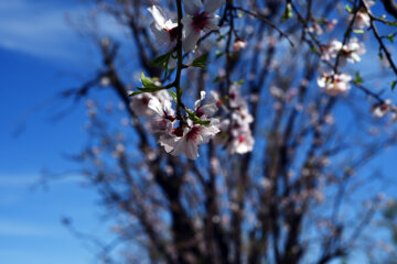 Iran/Chiraz: les amandiers annoncent le printemps !