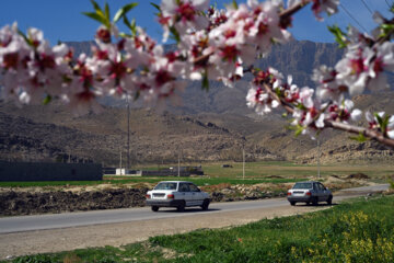 Iran/Chiraz: les amandiers annoncent le printemps !