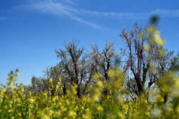 Iran/Chiraz: les amandiers annoncent le printemps !