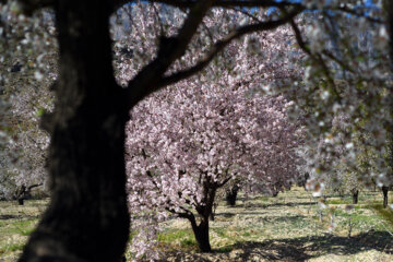 Iran/Chiraz: les amandiers annoncent le printemps !