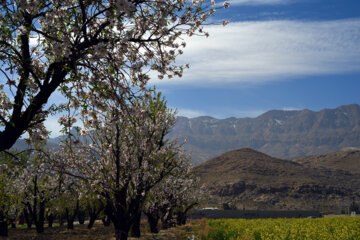 Iran/Chiraz: les amandiers annoncent le printemps !