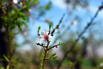 Iran/Chiraz: les amandiers annoncent le printemps !