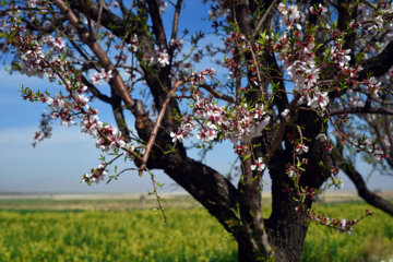 Iran/Chiraz: les amandiers annoncent le printemps !