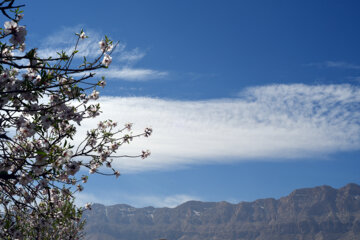 Iran/Chiraz: les amandiers annoncent le printemps !