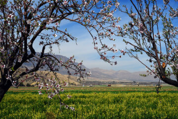 Iran/Chiraz: les amandiers annoncent le printemps !