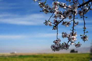 Iran/Chiraz: les amandiers annoncent le printemps !