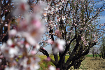 Iran/Chiraz: les amandiers annoncent le printemps !