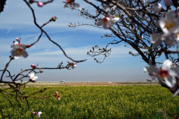 Iran/Chiraz: les amandiers annoncent le printemps !