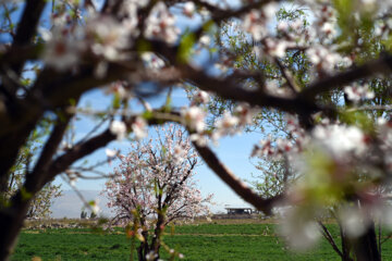 Iran/Chiraz: les amandiers annoncent le printemps !