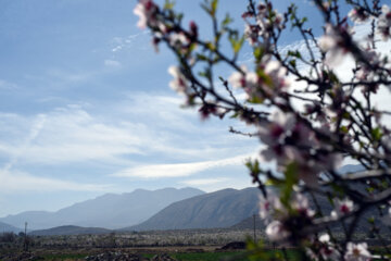 Iran/Chiraz: les amandiers annoncent le printemps !