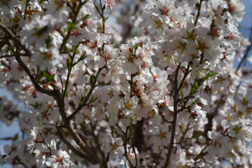 Iran/Chiraz: les amandiers annoncent le printemps !