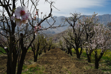 Iran/Chiraz: les amandiers annoncent le printemps !