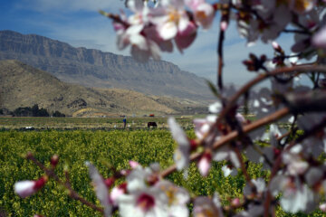 Iran/Chiraz: les amandiers annoncent le printemps !