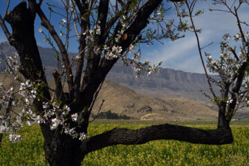 Iran/Chiraz: les amandiers annoncent le printemps !