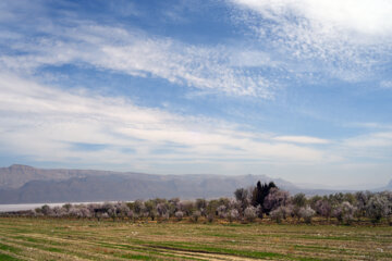 Iran/Chiraz: les amandiers annoncent le printemps !