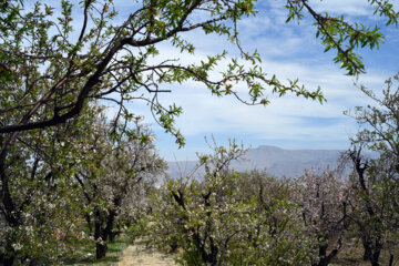 Iran/Chiraz: les amandiers annoncent le printemps !