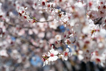 Iran/Chiraz: les amandiers annoncent le printemps !