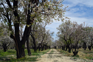 Iran/Chiraz: les amandiers annoncent le printemps !