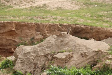 شکفتن گلهای رنگارنگ بهاری در شوشتر