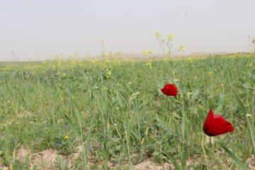 شکفتن گلهای رنگارنگ بهاری در شوشتر