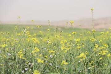 شکفتن گلهای رنگارنگ بهاری در شوشتر