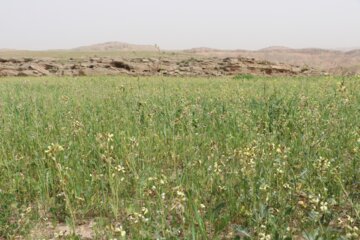 شکفتن گلهای رنگارنگ بهاری در شوشتر