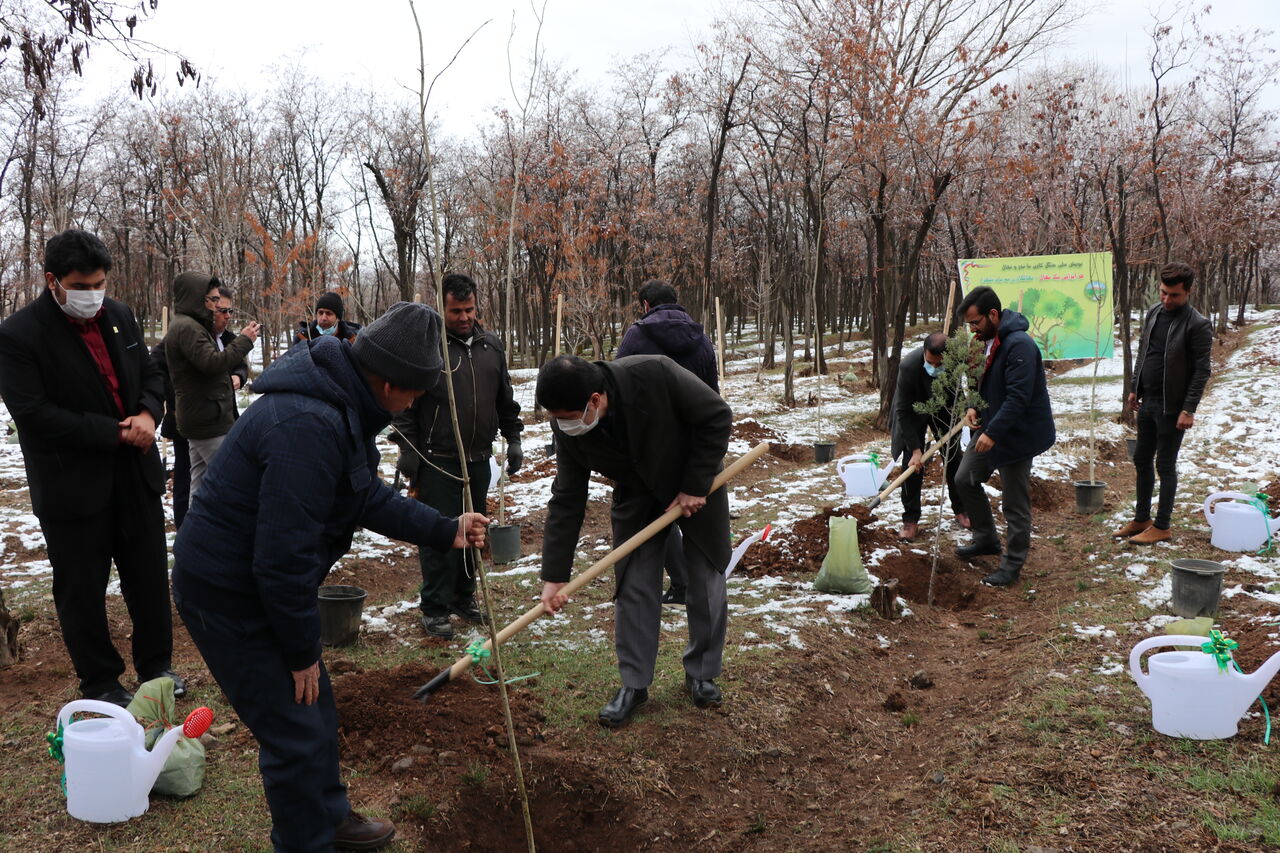 کاشت نهال هلال احمر زنجان