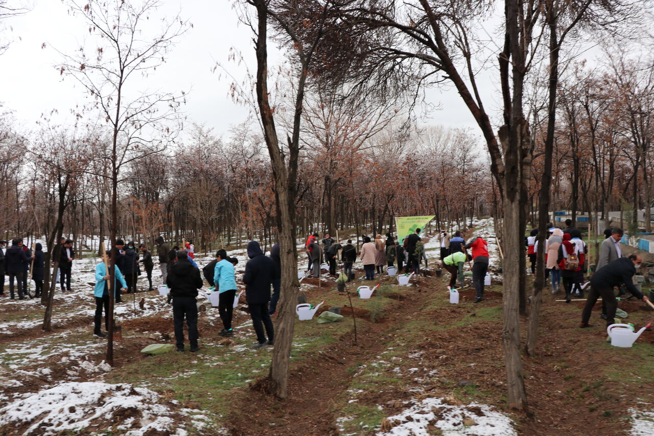 کاشت نهال هلال احمر زنجان