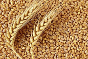 بیش از یکهزار تن بذر گندم بین کشاورزان سمنانی توزیع می‌شود