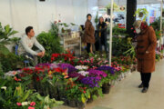 Exposición de venta de primavera en Tabriz