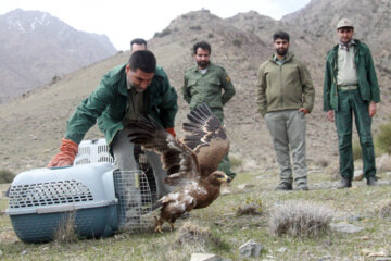 Liberadas varias aves rapaces en Qom 