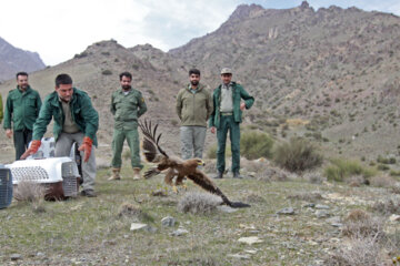 Liberadas varias aves rapaces en Qom 