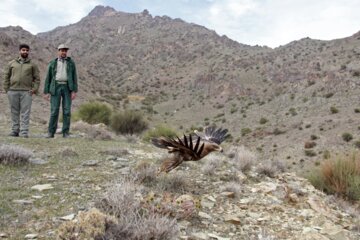 Liberadas varias aves rapaces en Qom 