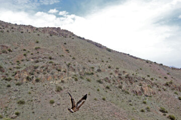 Liberadas varias aves rapaces en Qom 