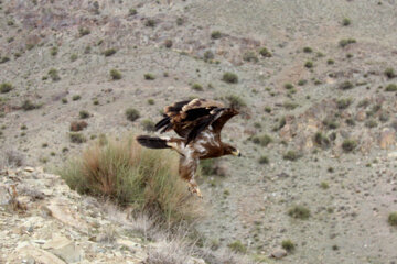 Liberadas varias aves rapaces en Qom 