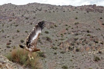 Liberadas varias aves rapaces en Qom 