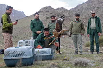 Liberadas varias aves rapaces en Qom 