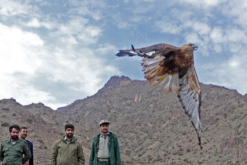 Liberadas varias aves rapaces en Qom 