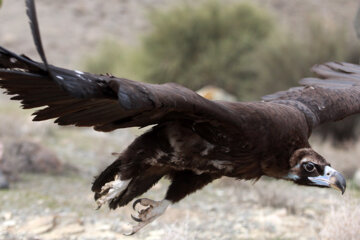 Liberadas varias aves rapaces en Qom 