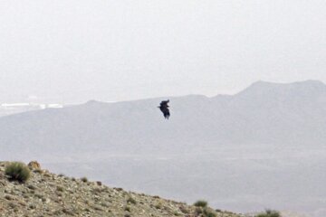 Liberadas varias aves rapaces en Qom 