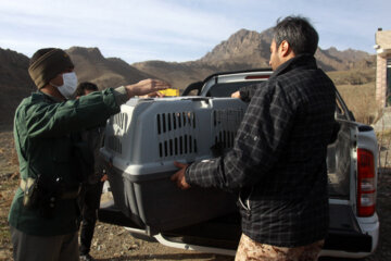 Liberadas varias aves rapaces en Qom 