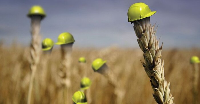 بازی با حاصل رنج؛ گریز کشاورزان گیلانی از بیمه کشاورزی 4